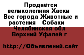 Продаётся великолепная Хаски - Все города Животные и растения » Собаки   . Челябинская обл.,Верхний Уфалей г.